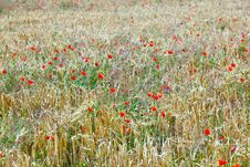 Poppy Flowers With Ble Sky Stock Images Poppy Flowers With Ble Sky Stock Images