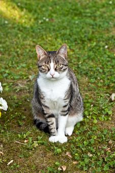 Cute Cat In The Garden Royalty Free Stock Photos
