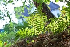 Beautiful Fern In Dense Forest Stock Images Beautiful Fern In Dense Forest Stock Images