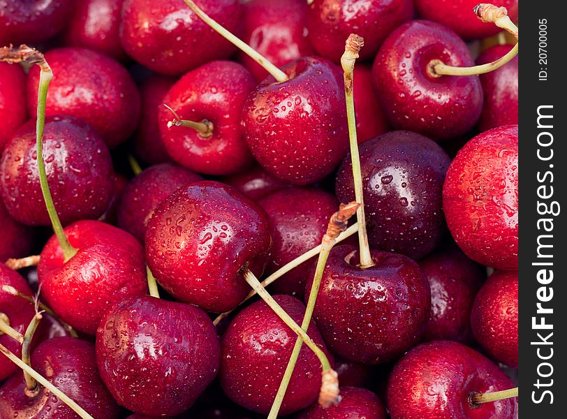 A nice close up of a bunch of fresh colorful cherries. They are moist with water drops. A nice close up of a bunch of fresh colorful cherries. They are moist with water drops.