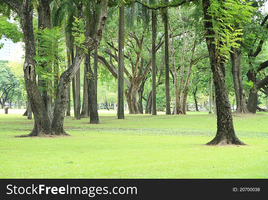 Trees and green grass in the park