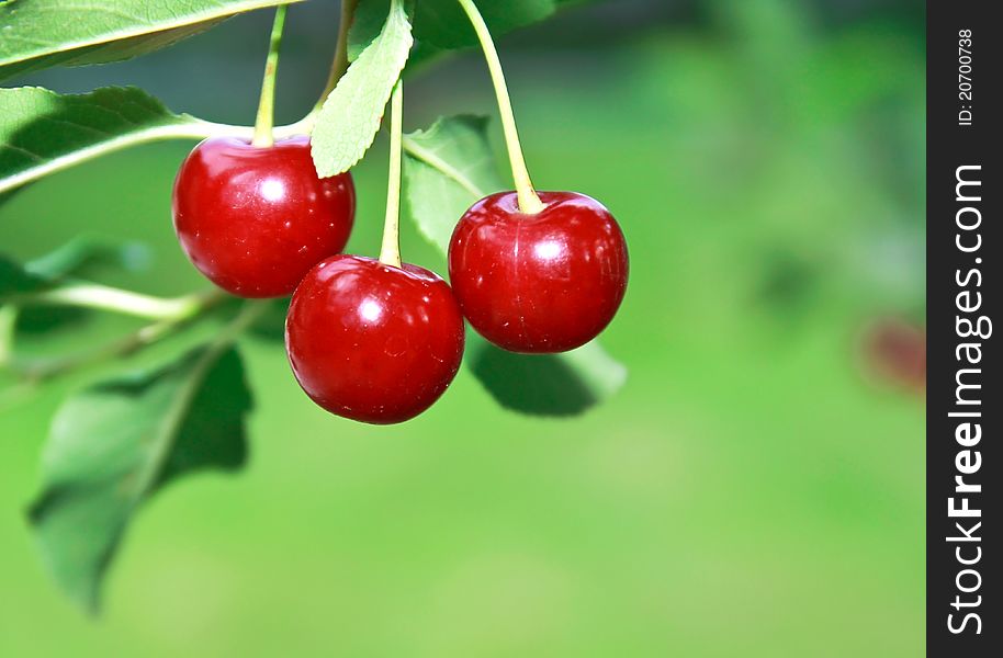 Ripe Big Red Cherries On Branch