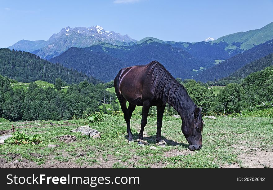 Brown horse grazing on mountain grassland. Brown horse grazing on mountain grassland