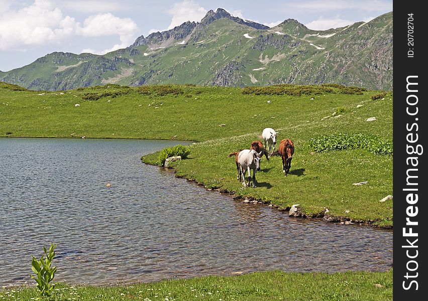 Horses on mountain lake shore in sunny summer day