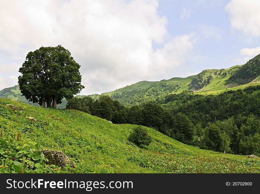 Lonely tree in a mountain landscape. Lonely tree in a mountain landscape