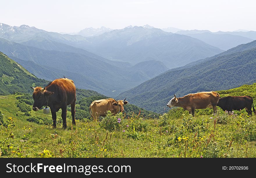 Four grazing cows in mountains