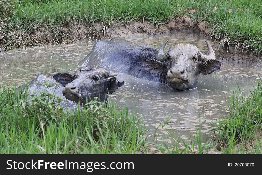 Buffalo with her calf hiding from a heat in small pond