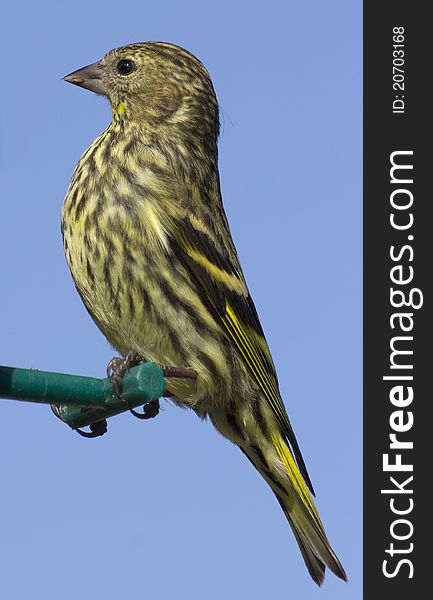 This is a photo of a female siskin on a feeding perch, taken against a blue sky. This is a photo of a female siskin on a feeding perch, taken against a blue sky.