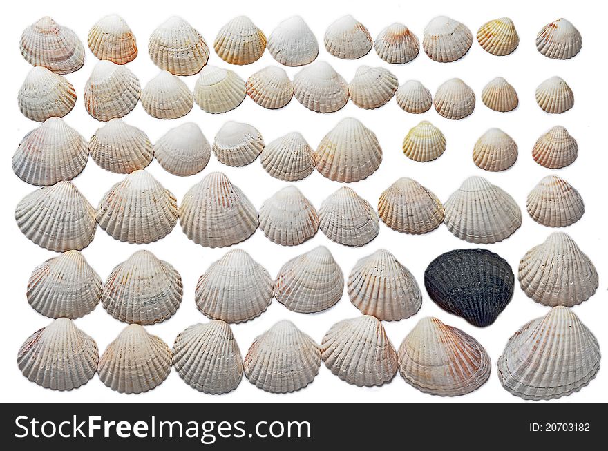 Different kind of sea shells. Different kind of sea shells