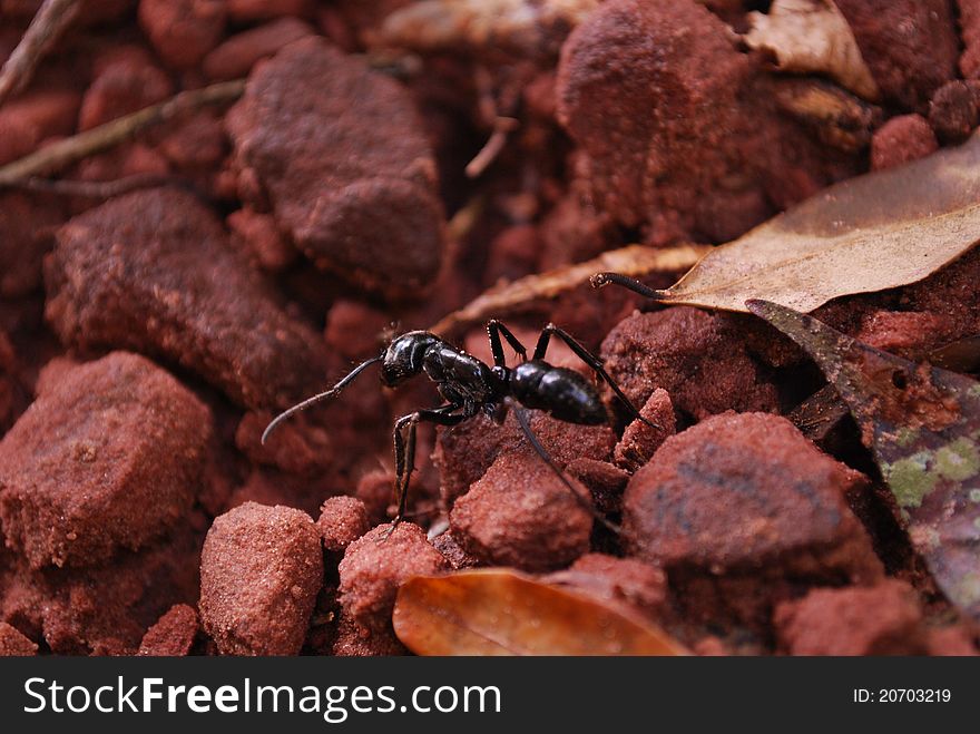 Working ant, rocks and leaves