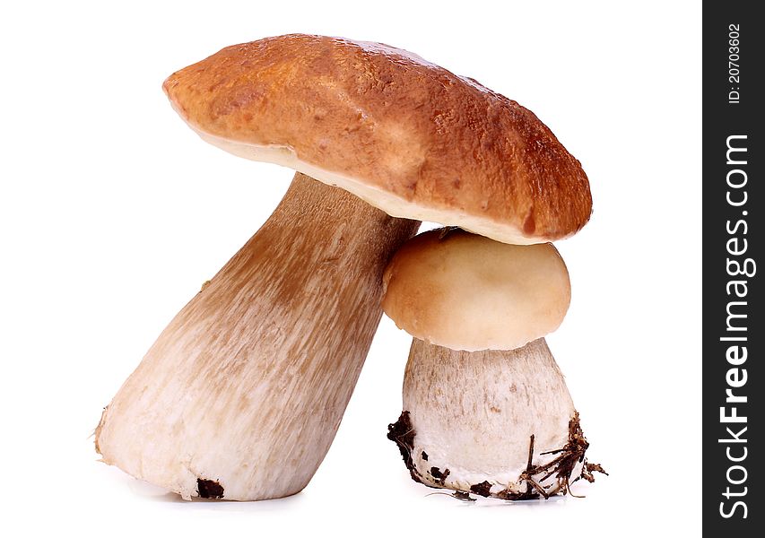 Color photo of wild mushrooms