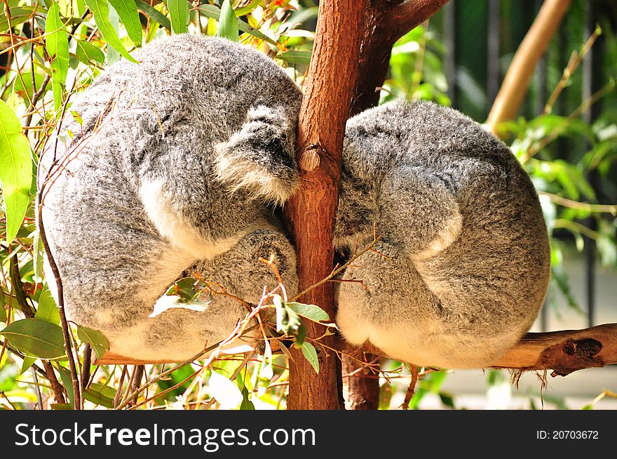 Two koalas rest on a tree in Australia Zoo, Qld, Australia. Two koalas rest on a tree in Australia Zoo, Qld, Australia