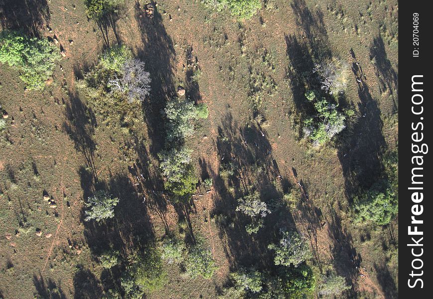 Aerial photo showing blue wildebeests near some trees. Aerial photo showing blue wildebeests near some trees