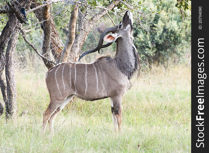 Male Kudu eating leaves