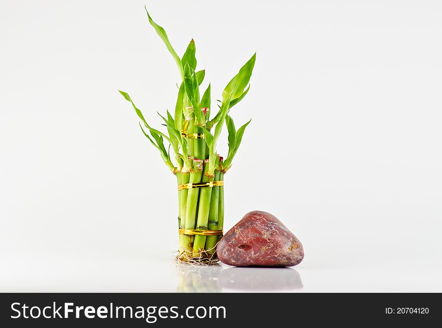 Bundle of lucky bamboo isolated on white