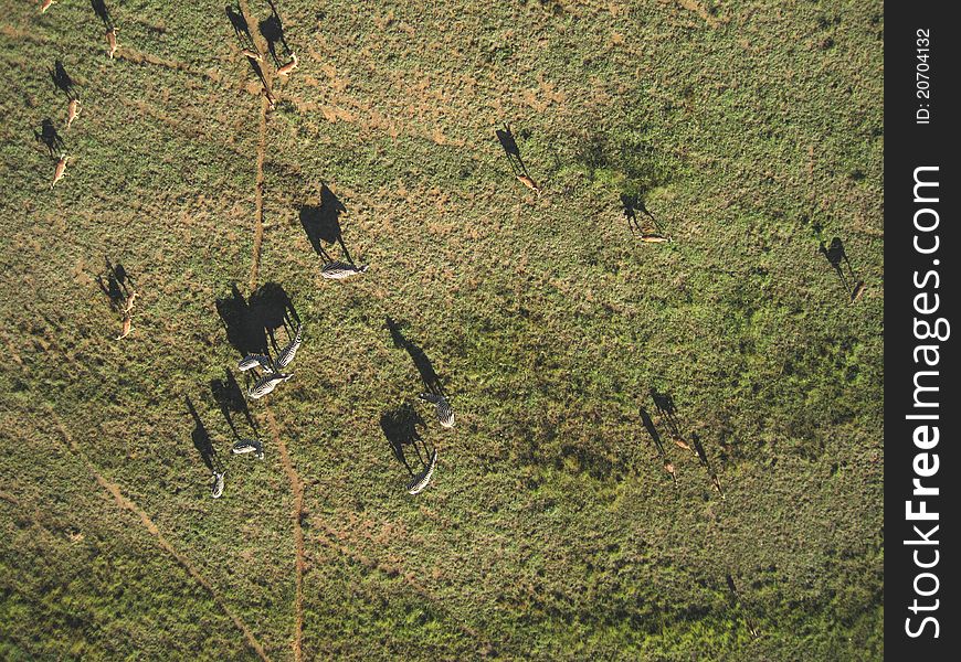 Aerial photo of zebras and impalas showing afternoon shadows of the animals