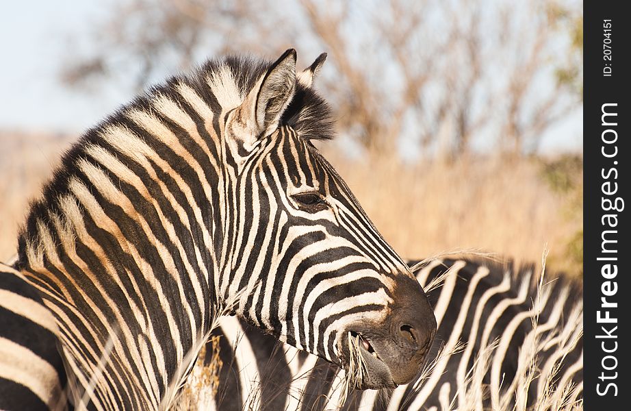 Side view of a Zebra head showing it eating grass. Side view of a Zebra head showing it eating grass