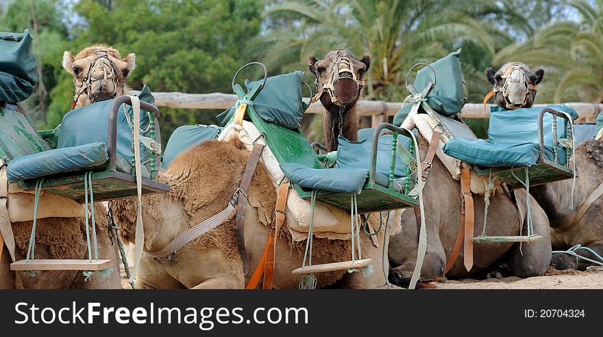 Camels waiting for a ride around the park