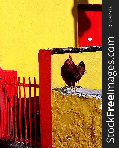 Stately rooster, who is lord of a country house