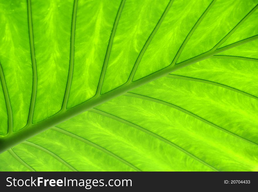Backlit palm leaf, green wallpaper
