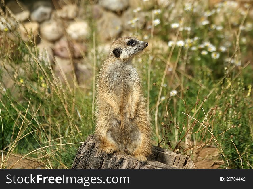 The meerkat or suricate (Suricata, suricatta), a small mammal, is a member of the mongoose family