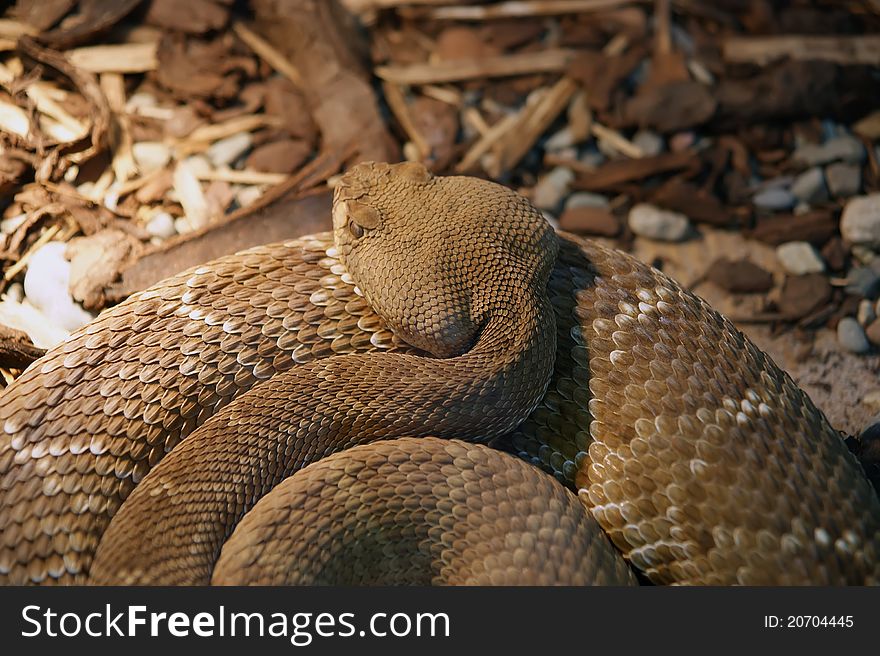 A close-up shot snake python, curled up in the ring