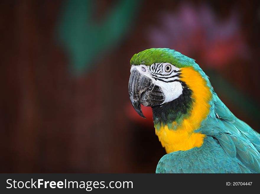 Colorful parrot, the option to place text. Colorful parrot, the option to place text