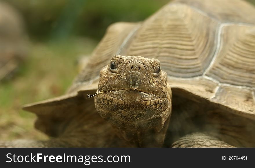 Head of very big tortoise