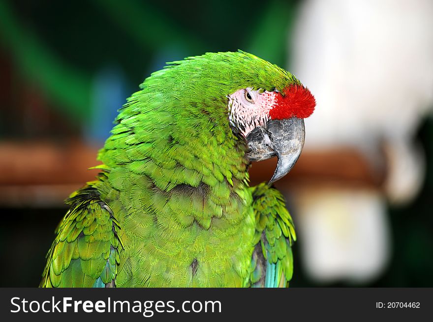 Proud colored parrot on blurred background. Proud colored parrot on blurred background