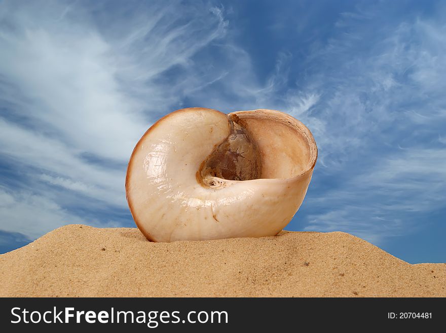 Large Seashell On The Sand