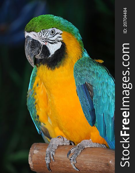 Beautiful color portrait sitting exotic parrot. Beautiful color portrait sitting exotic parrot