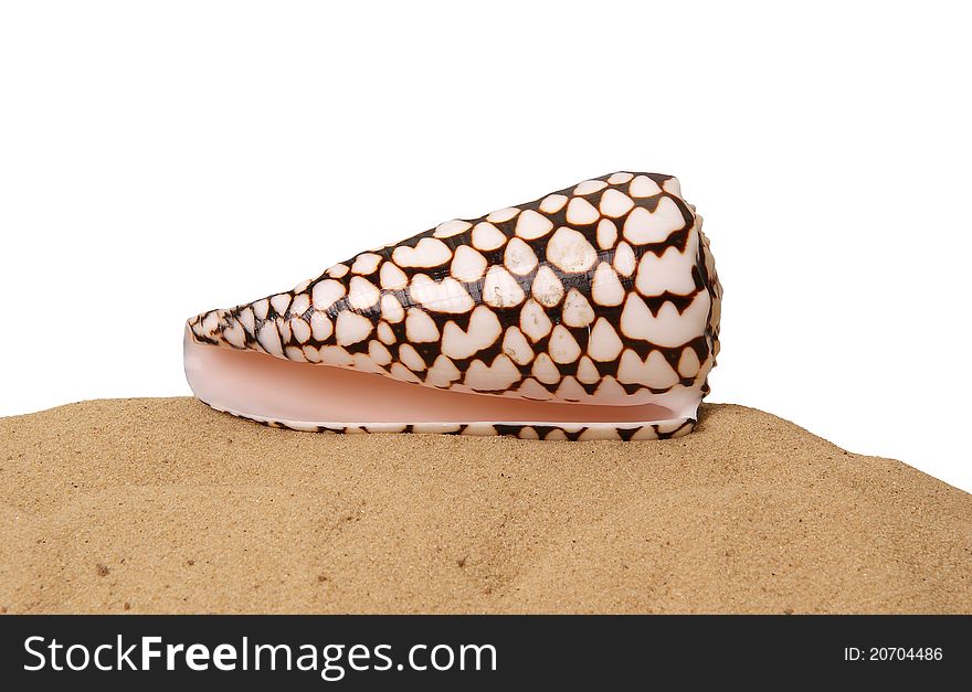 Large seashell on the sand, Studio shot