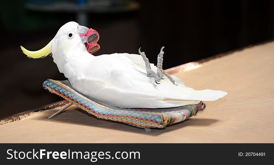 Parrot demonstrates how to relax on holiday. Parrot demonstrates how to relax on holiday