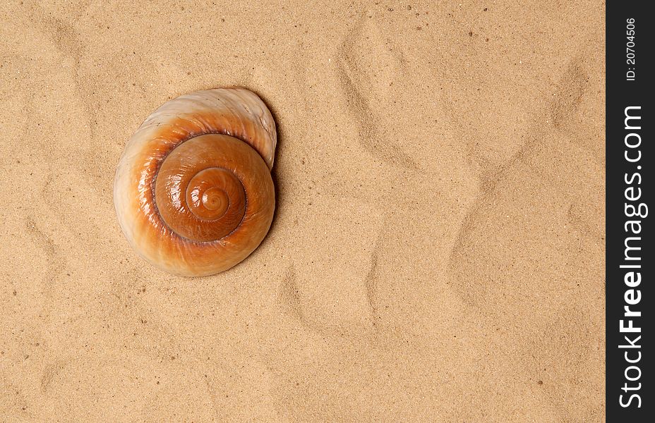 Large seashell on the sand, Studio shot