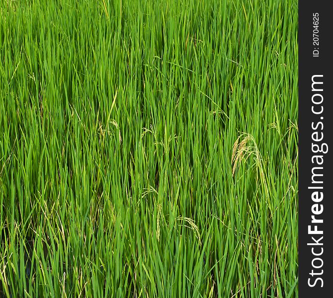 Paddy rice while producing grains. Paddy rice while producing grains