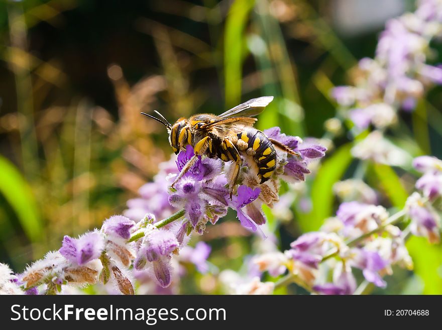 Closeup of wasp on litttle flower