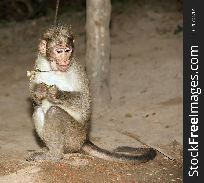 Monkey (macaque) in a natural environment, South India, Kerala