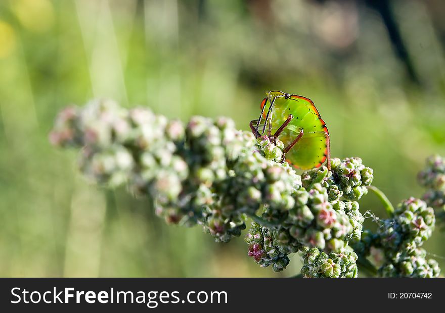 Closeup of bedbug on the vegetation