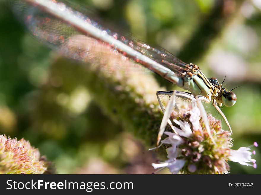 Macro of damselfly resting on vegetation