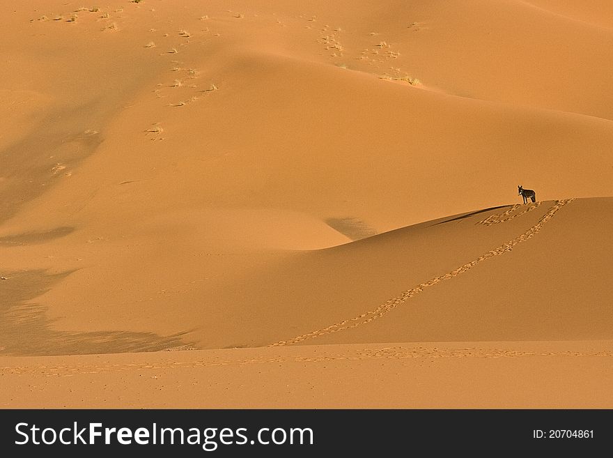 A lone donkey in the dunes of the Moroccan Western Sahara Desert,. A lone donkey in the dunes of the Moroccan Western Sahara Desert,