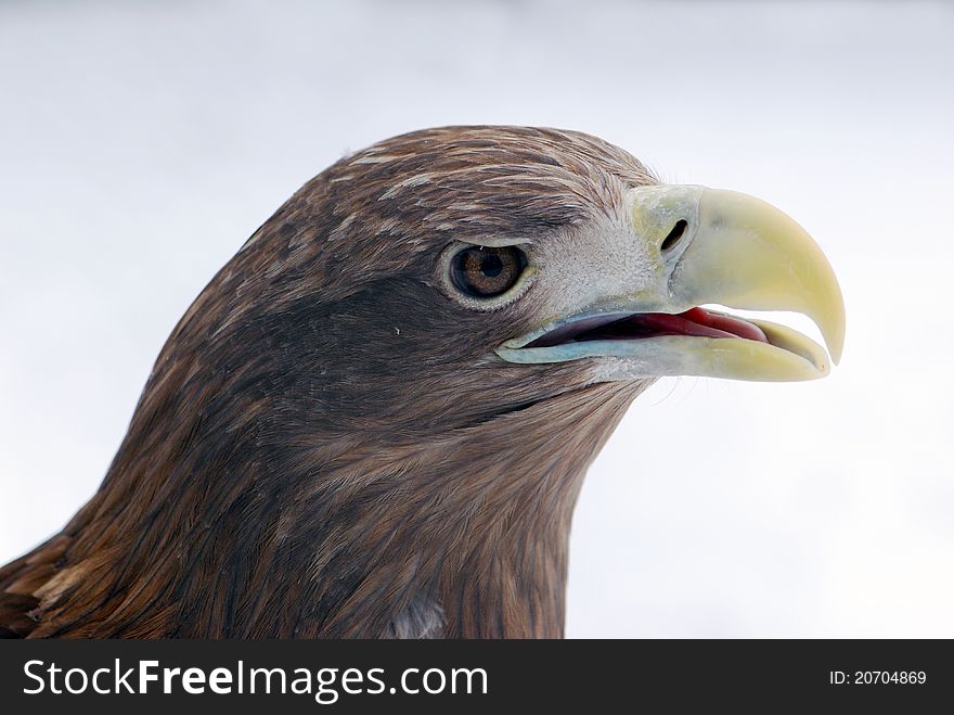 Profile of eagle against the background of sky