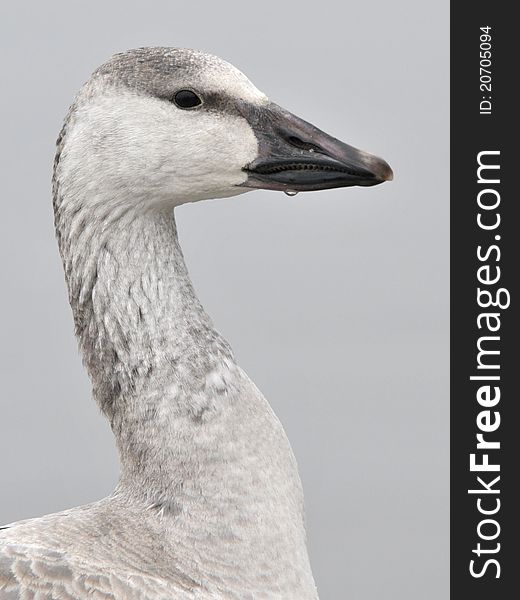Portrait of a young Snow Goose in Canada. Portrait of a young Snow Goose in Canada