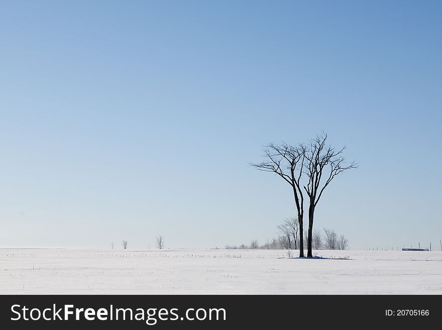 Lonely tree in middle of a snow field. Lonely tree in middle of a snow field