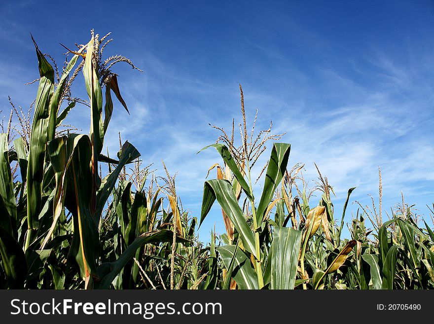 Corn field and nice blue sky above.