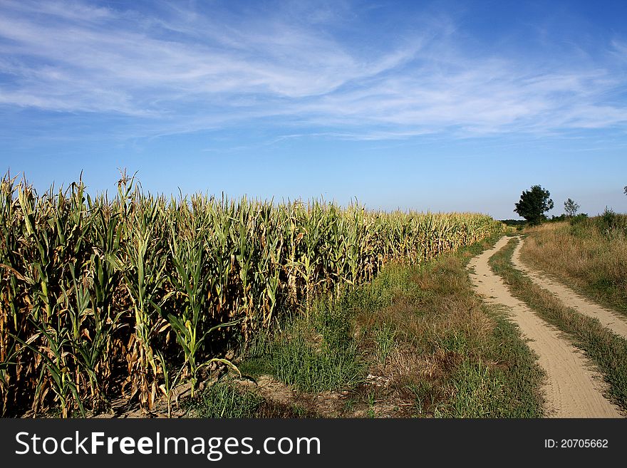 Corn field with the road beside. Corn field with the road beside.