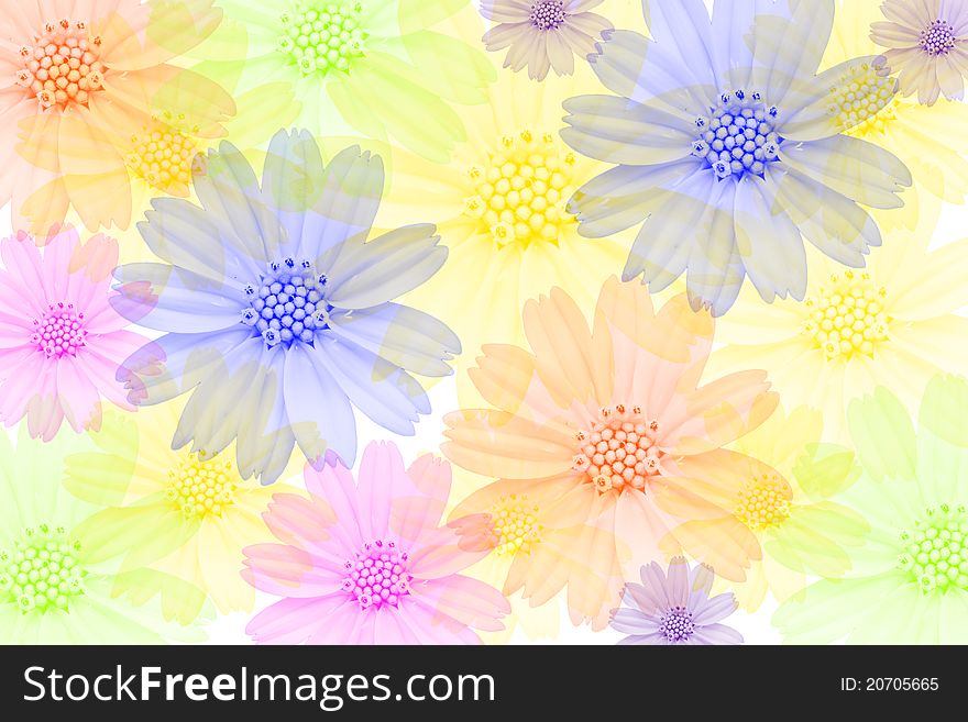 Multi-colored Flowers