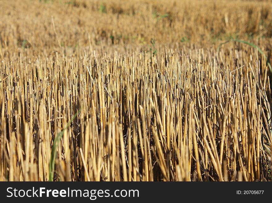 Harvested field of wheat, close up.