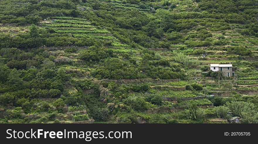 Hillside In Cinque Terre, Italy