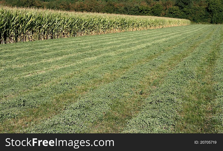 Corn field, fresh cut grass and forest behind it.