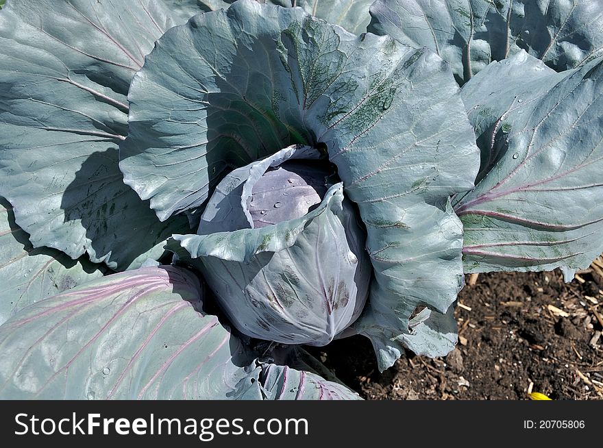 Cabbage plant ready for harvest. Cabbage plant ready for harvest